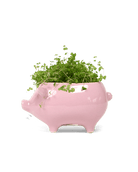 Pig Ceramic Indoor Plant Pot For Succulents - Chive Ceramics Studio - Pots - Chive Ceramics Studio
