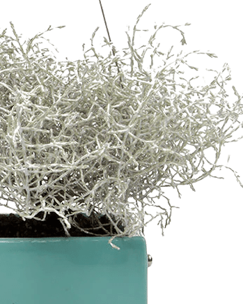 Ragna Ceramic Hanging Planter - Chive Ceramics Studio - Pots - Chive US