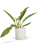 Virago Porcelain Large Indoor Pot With Drainage Hole And Saucer - Chive Ceramics Studio - Pots - Chive US